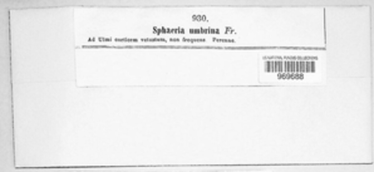 Nectria umbrina image